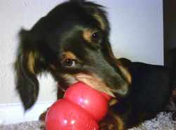roxie with red toy.jpg